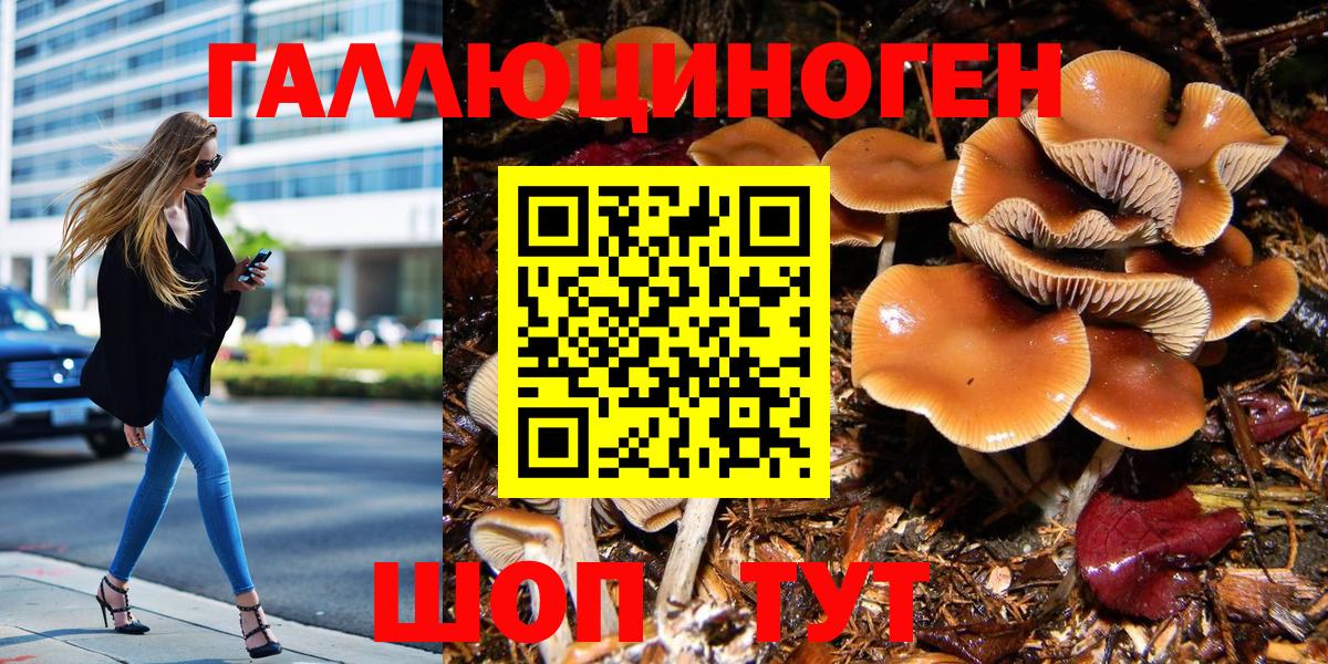 Псилоцибиновые грибы Psilocybe Губаха